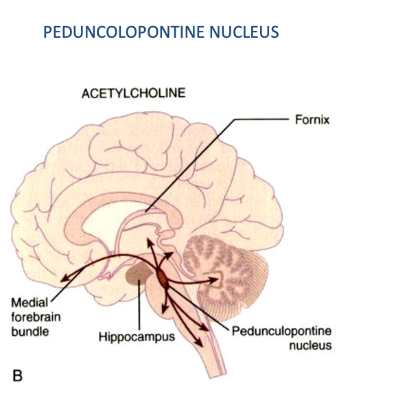 <ul><li><p>Nucleus that extends both in the pons &amp; in the midbrain</p></li><li><p>Has several projections — among them — one projection to the <u>intralaminar nuclei of the thalamus</u> — part of the arousal mechanism of the cortex </p></li><li><p>Cholinergic group of neurons — involved in locomotion —</p><ul><li><p>In the tegmentum of the midbrain there is a region called the mesencephalic locomotor region</p></li></ul></li><li><p>Moreover, also projects to the <u>motor nuclei of the brainstem</u> &amp; <u>of the spinal cord</u></p></li><li><p>In continuity via the medial forebrain bundle with a group of cholinergic neurons located in the basal forebrain </p></li></ul>