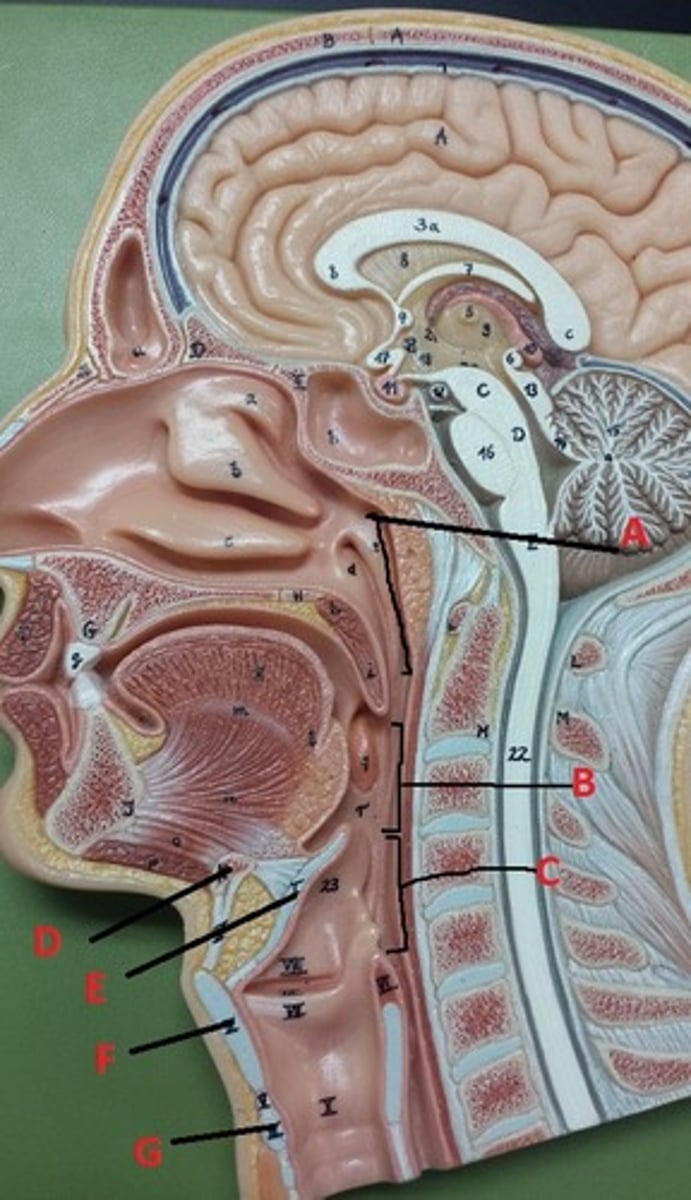 <p>What is the major connective tissue found in E?</p>