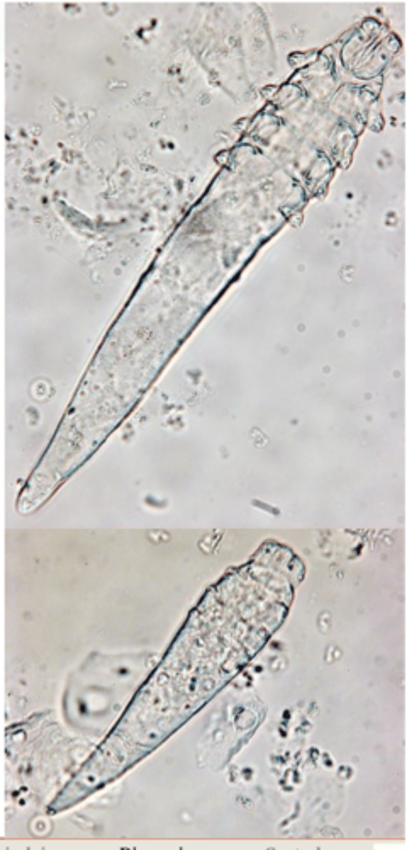 <p>History (mother &amp; siblings suffered from demodicosis);</p><p>Not contagious and humans not affected;</p><p>Not very itchy before bacterial complications occur;</p><p>Distribution of the lesions (commonly head affected initially), features of the lesions (well defined in localized demodicosis);</p><p>• Positive skin scrapings;</p>
