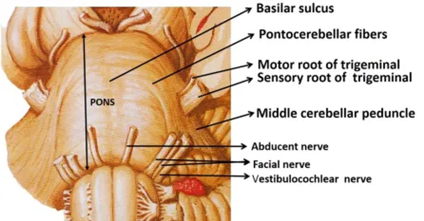 <p>- bruzda podstawna ograniczona przez wyniosłości piramidowe</p><p>- konary środkowe móżdżku</p><p>- między mostem, konarem środkowym móżdżku i rdzeniem przedłużonym</p>