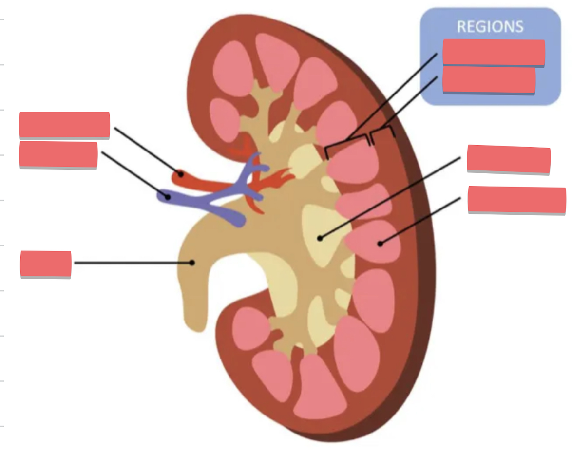 <p>name the parts of the kidney</p>