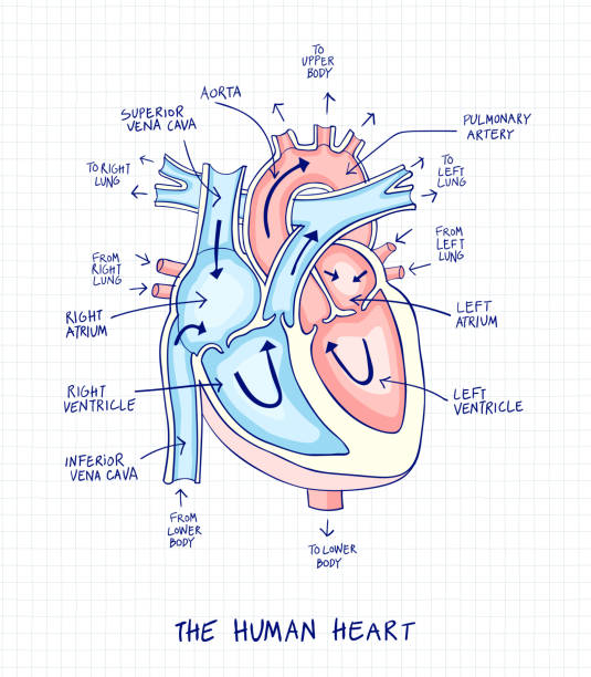 <p>The human heart has four chambers: two atria and two ventricles. The atria receive blood, while the ventricles pump blood out. The heart is divided by a septum, separating oxygenated and deoxygenated blood. Valves prevent backflow of blood. The heart's structure allows for efficient circulation throughout the body.</p>