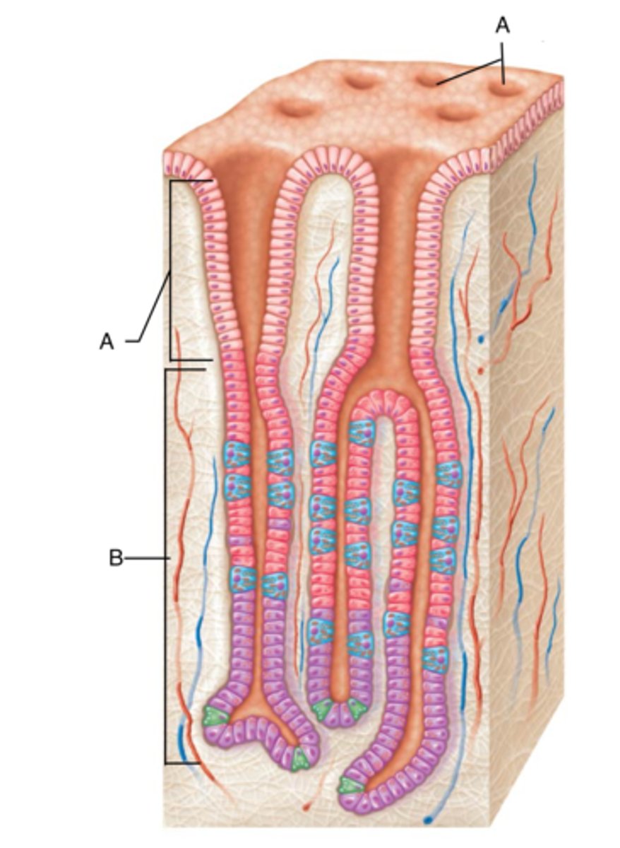 <p>invaginations of the surface epithelium into the lamina propria; lined with surface mucous cells; lead to gastric glands</p>