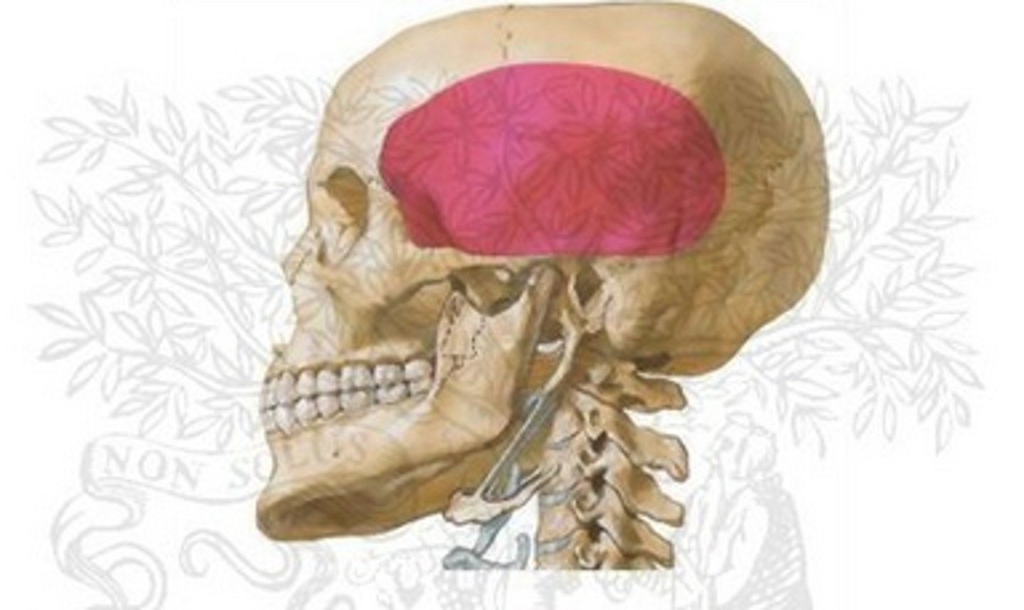 <p>just posterior to frontal lobe</p>