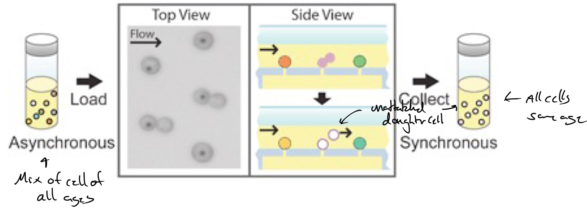 <p>Measure DNA conenta @ different stages of cell cycle</p><ol><li><p><strong>Attachment of “mother” cells</strong></p><ul><li><p>sticking them onto a membrane filter </p></li></ul></li><li><p><strong>SYNCHRONIZE BACTERIA</strong></p><ul><li><p>Newly divided cell = not attached + WASHED into the flowing medium.</p></li><li><p>These newly released cells were <strong>newborns (age = 0 minutes)</strong>.</p></li></ul></li><li><p><strong>Collecting synchronized cells</strong></p><ul><li><p>The flow system continuously washed away “babies,” giving a pure, synchronized population of cells all starting at the same cell cycle point.</p></li></ul></li><li><p>Measure radioactive DNA content to determine how much chromosome replicated at time X</p></li></ol><p></p>