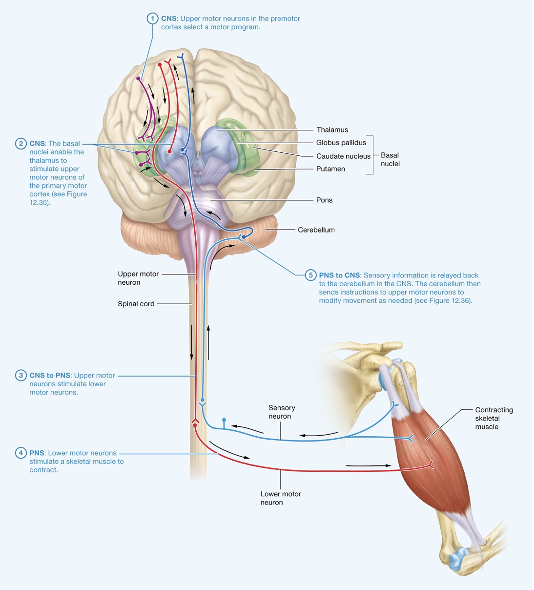 <p>Control of Movement by the Nervous System</p>