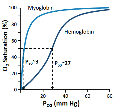 <ul><li><p>one binding site</p></li><li><p>in muscle cells</p></li><li><p>higher affinity for oxygen than hemoglobin</p></li><li><p>at 20 mmHg, more than 80% saturated, which hemoglobin has given up most of its oxygen</p></li><li><p>O2 reserve</p></li></ul><p></p>