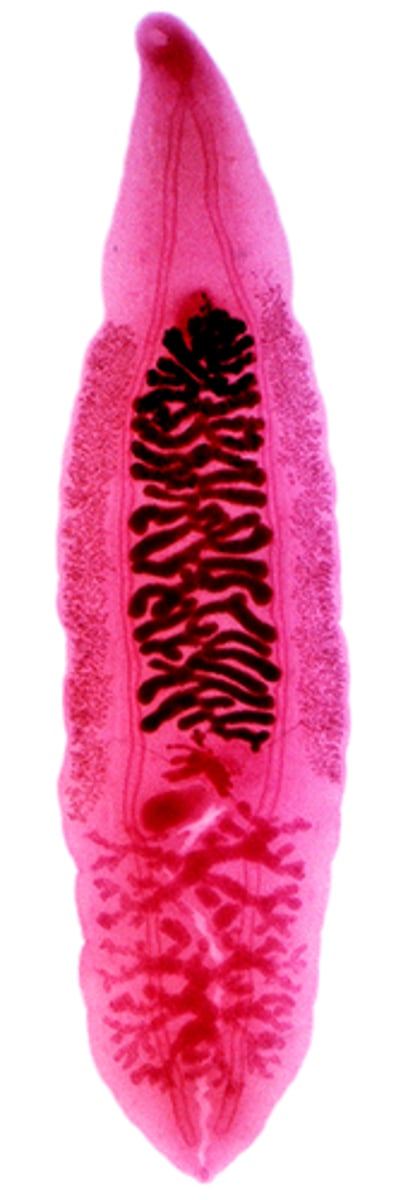 <p>flukes</p>