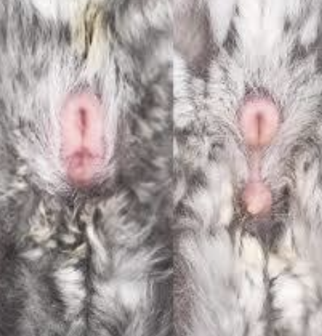 <ul><li><p>Males:</p><ul><li><p>Longer ano-genital distance compared to females</p></li><li><p><span style="color: rgb(250, 11, 11);">No true scrotum</span></p></li><li><p>Testes often stay inguinal</p></li></ul></li></ul><p></p><p>External genitalia look similar to female (Mistake the penis for clitoris)</p><p></p>