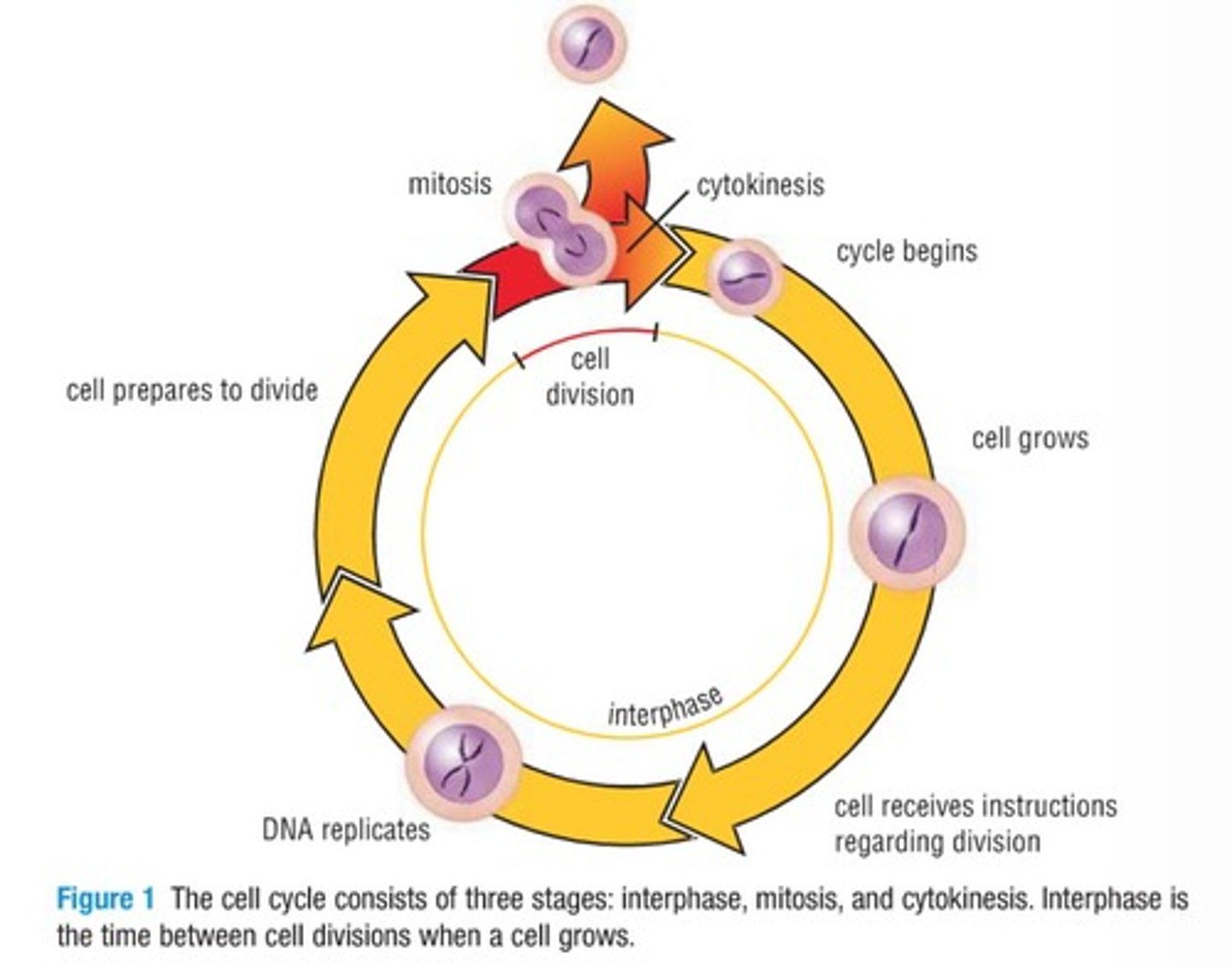 <p>Phase where the cell performs life activities.</p>