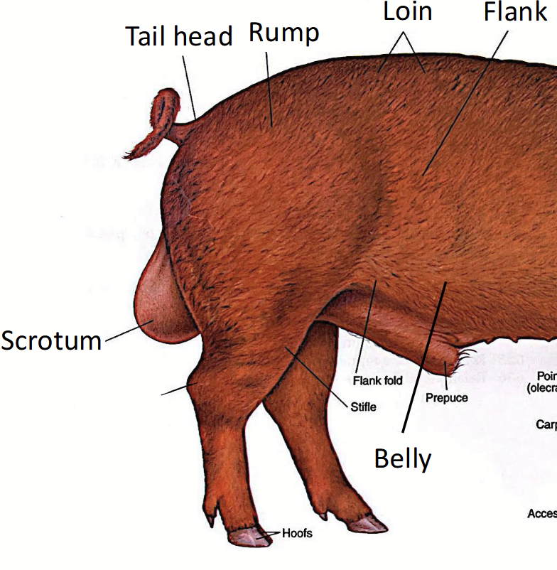 <p>In pigs, refers to the <strong>tarsus </strong>or a <u>bone in the hindlimb</u> similar to human ankle.</p>