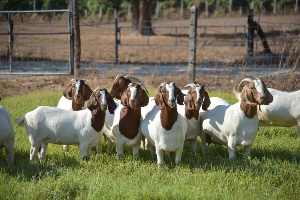 excellent carcass qualities, fast growth, docility