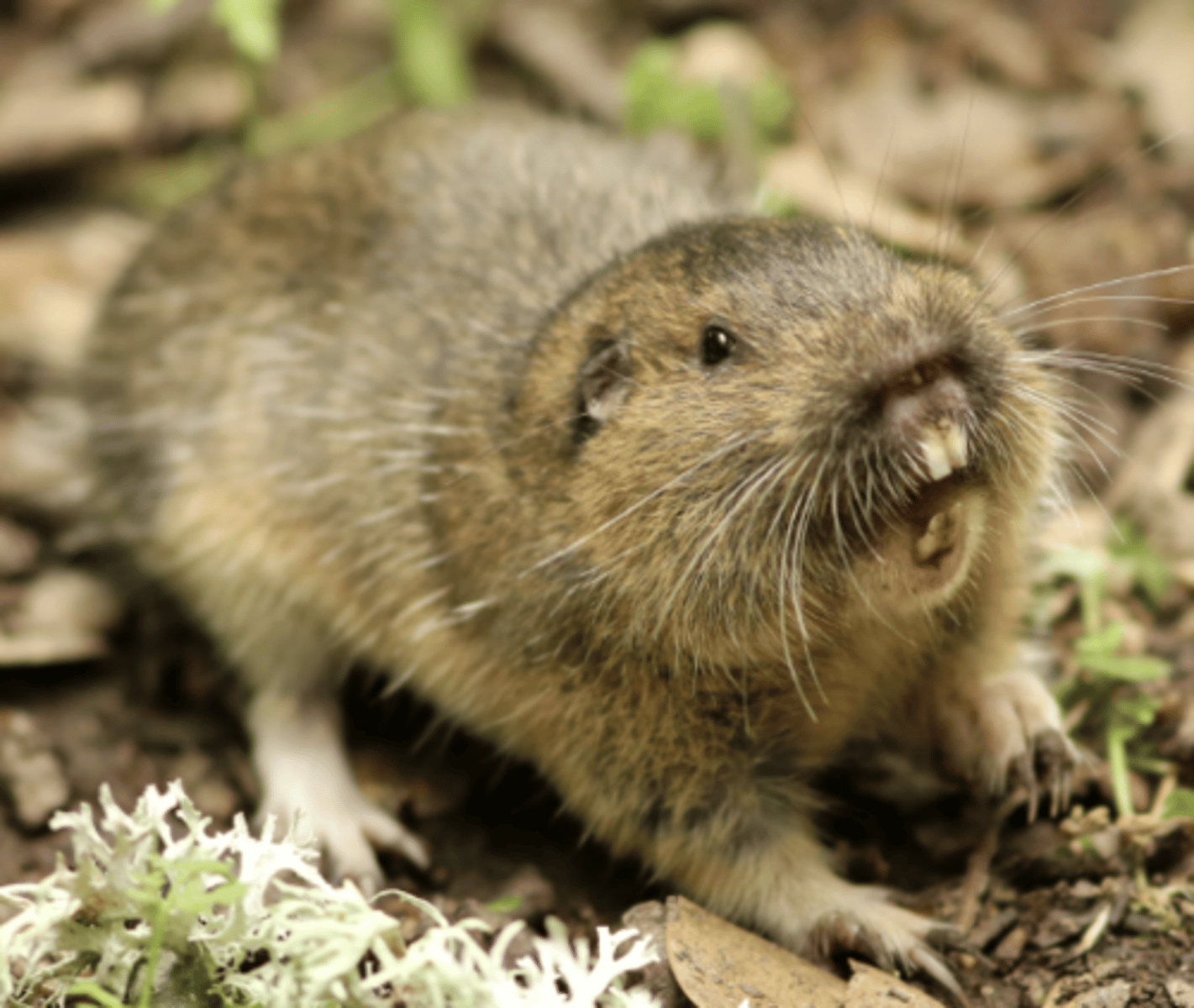 <p>Genus, range</p>