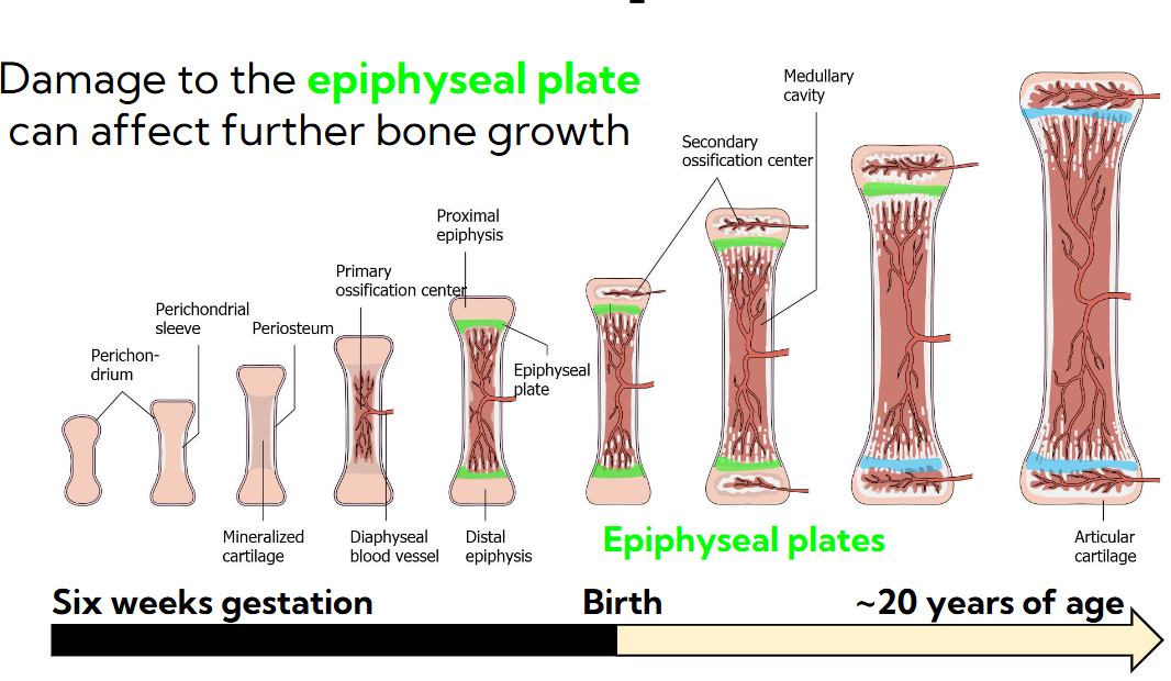 <p>Main part of the bone is growing as well as the secondary site of the bone </p><p></p>