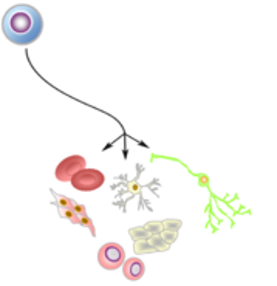 <p>unspecialized cell that can give rise to one or more types of specialized cells</p>