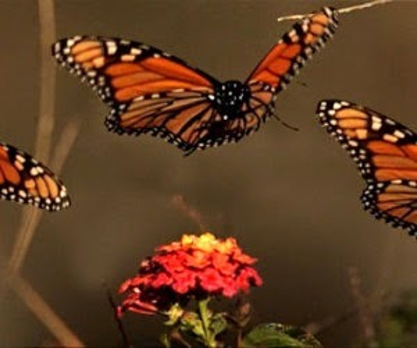 <p>planer (hover, flutter about)</p>