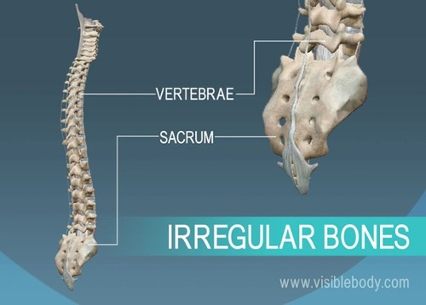 <p>bones of the vertebrae, hips, and face</p>