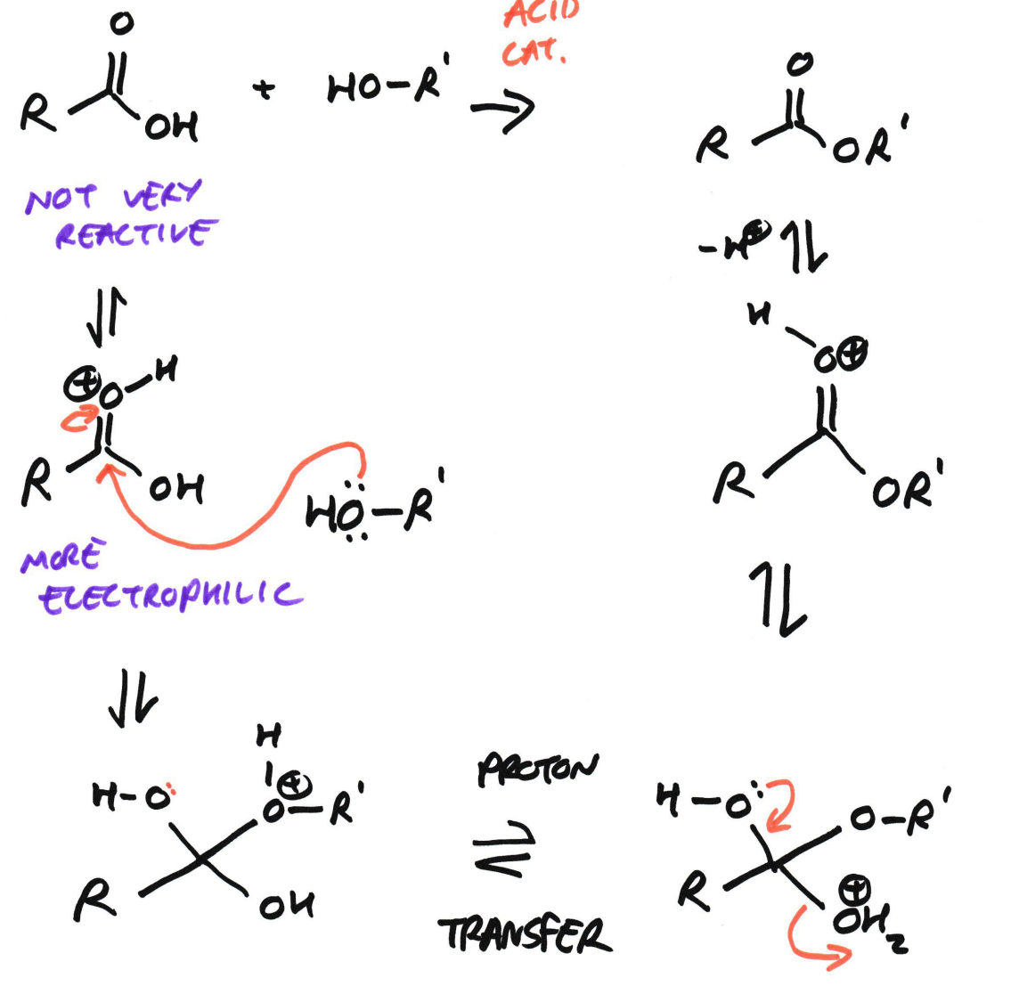 <ul><li><p>Requires an acid catalyst since carboxylic acid is not very reactive on its own. This is because the carbonyl carbon in the COOH is not very electrophilic (the -OH donates electron density by resonance, making for a poor LG)</p></li><li><p>The acid catalyst protonates the carbonyl O and increases the δ⁺ on the carbonyl carbon, making it more electrophilic</p></li><li><p>Now that the carbonyl carbon is activated:</p><ul><li><p>The alcohol <strong>HO–R′</strong> attacks the carbonyl carbon</p></li><li><p>Forms a <strong>tetrahedral intermediate</strong></p></li></ul><p>You now have:</p><ul><li><p>Two –OH groups</p></li><li><p>One –OR′ group</p></li><li><p>One of the oxygens is <strong>protonated</strong></p></li></ul></li><li><p>4. Proton transfer (key rearrangement step) </p></li><li><p>At this stage:</p><ul><li><p>There is a <strong>bad leaving group</strong> (–OH)</p></li><li><p>We need to convert it into a <strong>good leaving group</strong></p></li></ul></li></ul><p></p><ul><li><p>So a <strong>proton transfer</strong> occurs: </p><ul><li><p>A proton moves from one oxygen to another</p></li><li><p>Converts –OH into <strong>–OH₂⁺</strong></p></li></ul></li></ul><ul><li><p>This step:</p><ul><li><p>Does <strong>not change connectivity</strong></p></li><li><p>Just rearranges protons</p></li><li><p>Makes the next step possible</p></li></ul></li></ul><p></p><ul><li><p>5. Loss of water (leaving group step) </p><p>Now:</p><p></p><ul><li><p><strong>H₂O is a good leaving group</strong></p></li><li><p>Water leaves</p></li><li><p>The tetrahedral intermediate collapses</p></li><li><p>C=O reforms</p></li></ul><p> </p><p>This gives a <strong>protonated ester</strong>.</p><p> </p><p>6. Deprotonation (regeneration of catalyst) </p><p>Finally:</p><p> </p><ul><li><p>A base (often water or alcohol) removes the proton</p></li><li><p>Neutral <strong>ester</strong> is formed</p></li><li><p><strong>Acid catalyst is regenerated</strong></p></li></ul></li></ul><p></p><p></p>