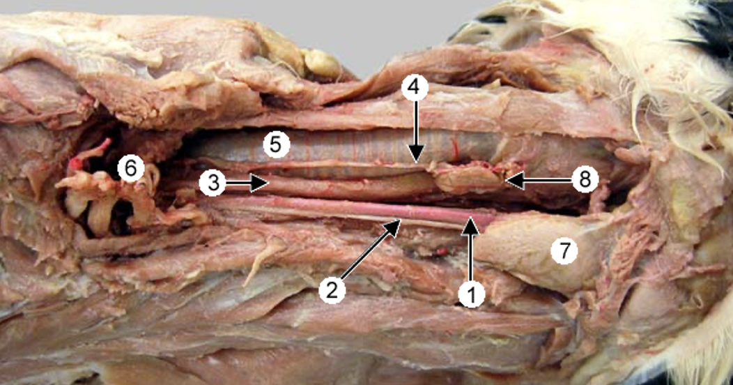 <p><span style="color: green"><strong>Cervical Part of Esophgaus </strong></span></p><p>Label 1-7 </p>