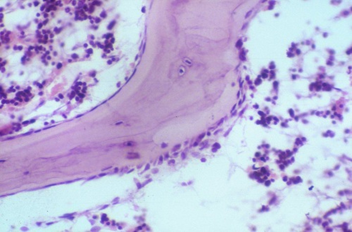 <p>Cells responsible for bone formation.</p>