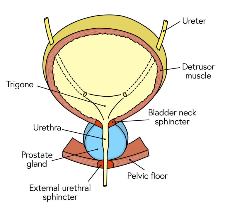 <p>The <strong>internal sphincter</strong> is made of _____ muscle and is typically ______ _____.</p>