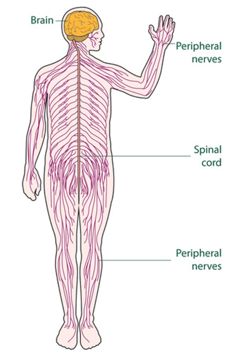 <p>Nervous system</p>