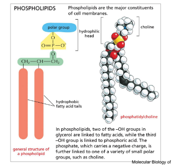 <p>major class of membrane lipids</p><ul><li><p>phospholipids = major constituents of cell membranes</p></li><li><p>hydrophilic head and hydrophobic fatty acid tails</p></li><li><p>2 of the -OH groups in glycerol are linked to <strong>fatty acids </strong>while the 3rd -OH group is linked to the <strong>phosphoric acid </strong></p></li><li><p>phosphate carries a <strong>negative charge</strong> → further linked to one of a variety of small polar groups such as choline</p></li></ul><p></p>