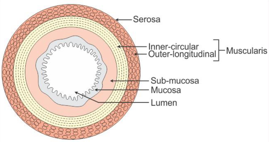 <p>What are the 4 layers of the gut?</p>