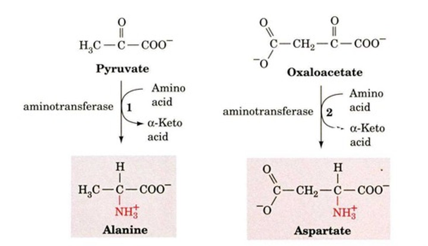 <p>Aminotransferases facilitate the transfer of α-amino groups from amino acids to α-keto acids.</p>