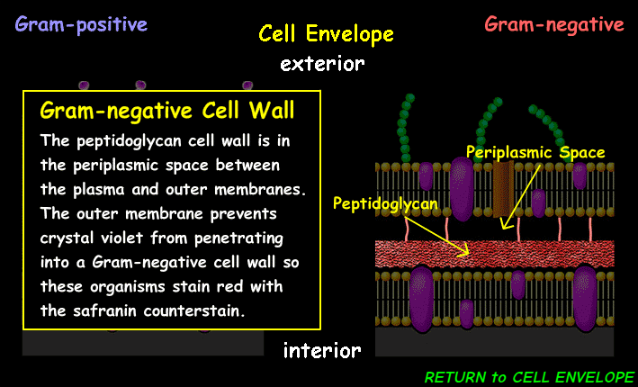 <p><span><span>Acts as a barrier against drugs and chemicals, maintaining cell shape and integrity, and playing a role in immune response</span></span></p>