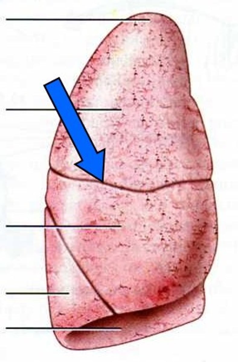 <p>separates the superior and middle lobes of the right lung</p>