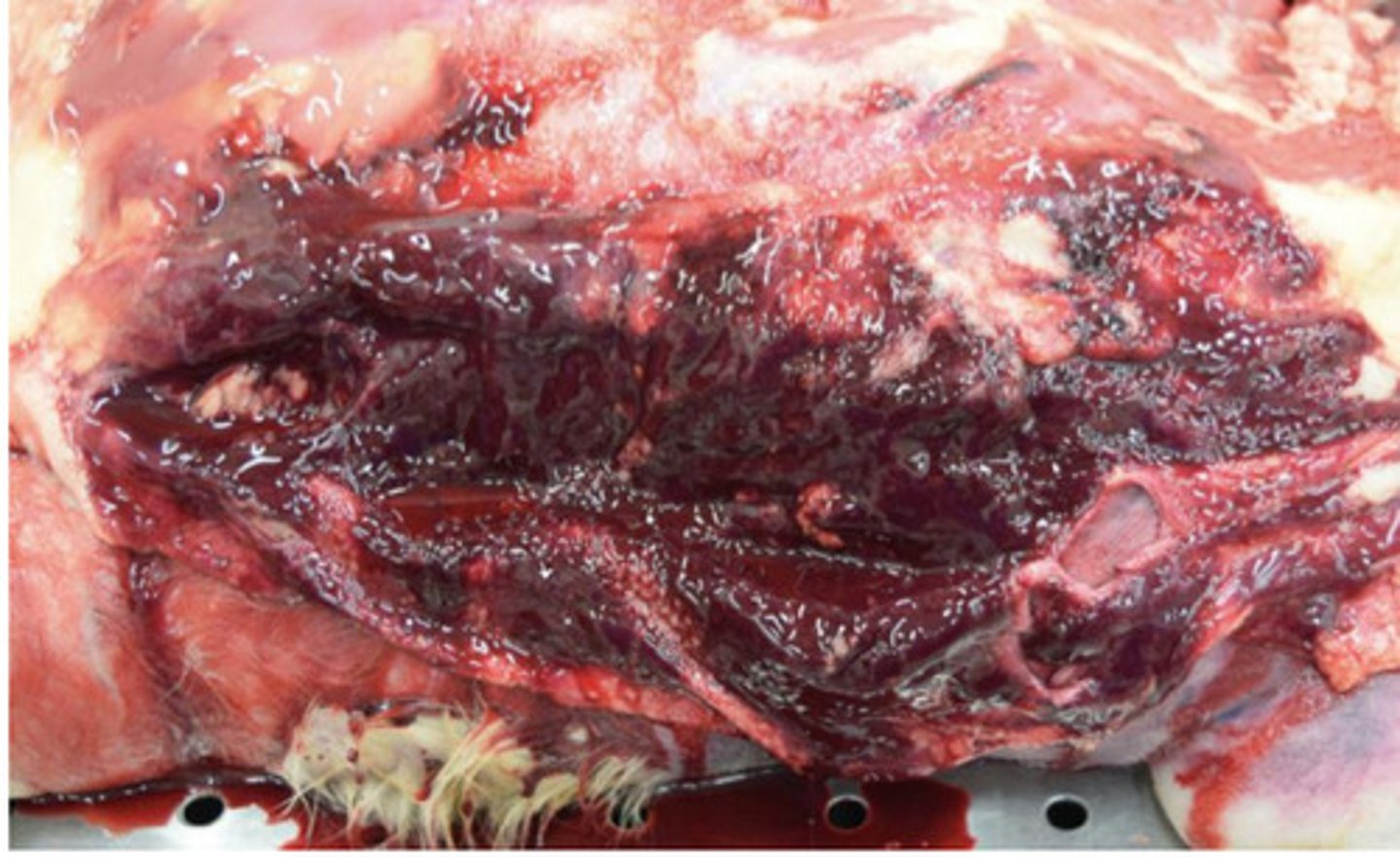 <p>What is pattern of distribution?</p>