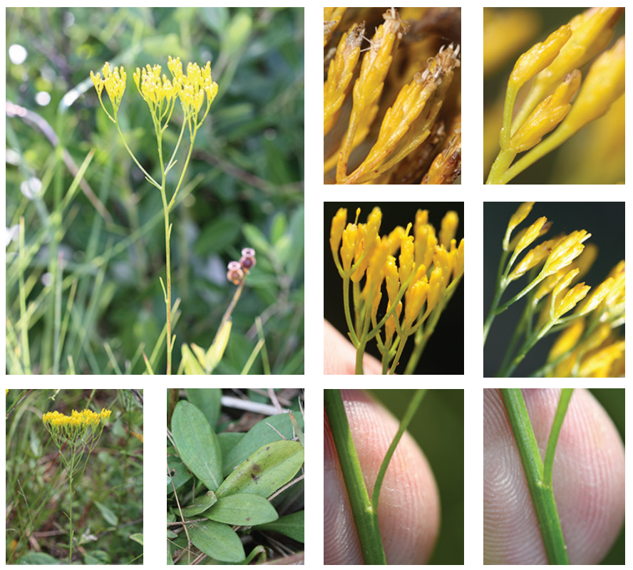 <p>Rayless-goldenrod</p>