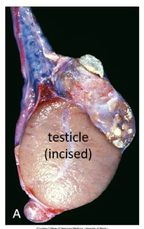 <p>where is the lesion?</p>