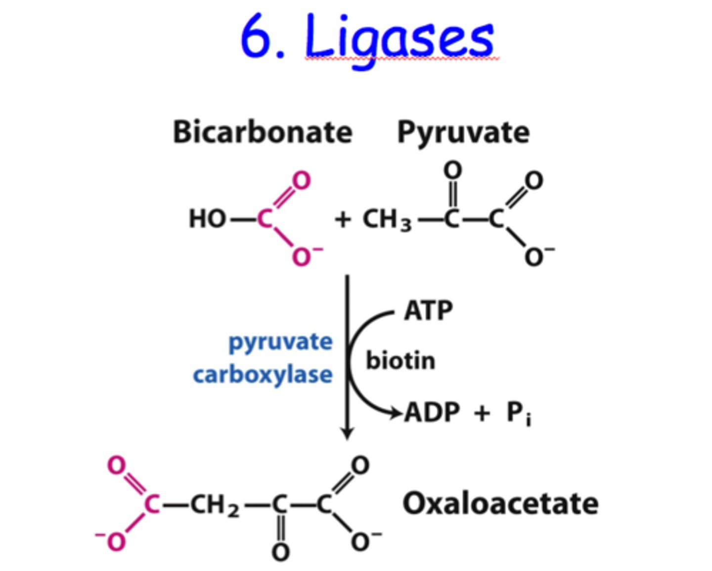 <p>join two molecules with covalent bonds.</p><p>Ab + C → A-C + b, e.g. DNA ligase</p>