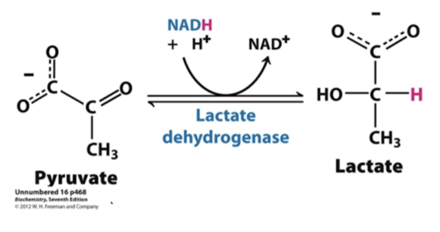 <p>anaerobic</p><p>-generation of lactate via lactate dehydrogenase</p><p>-occurs in muscle and RBC</p><p>-generation of NAD+ without assistance</p><p>-can be recycled to liver to generate glucose- gluconeogenesis via the Cori Cycle</p><p>-build up of lactic acid will shut down the cycle </p>