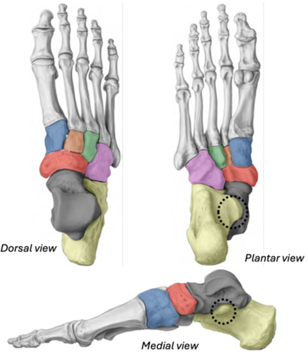 <p>most lateral (articulates with 4th &amp; 5th metatarsals)</p><p>PINK</p>