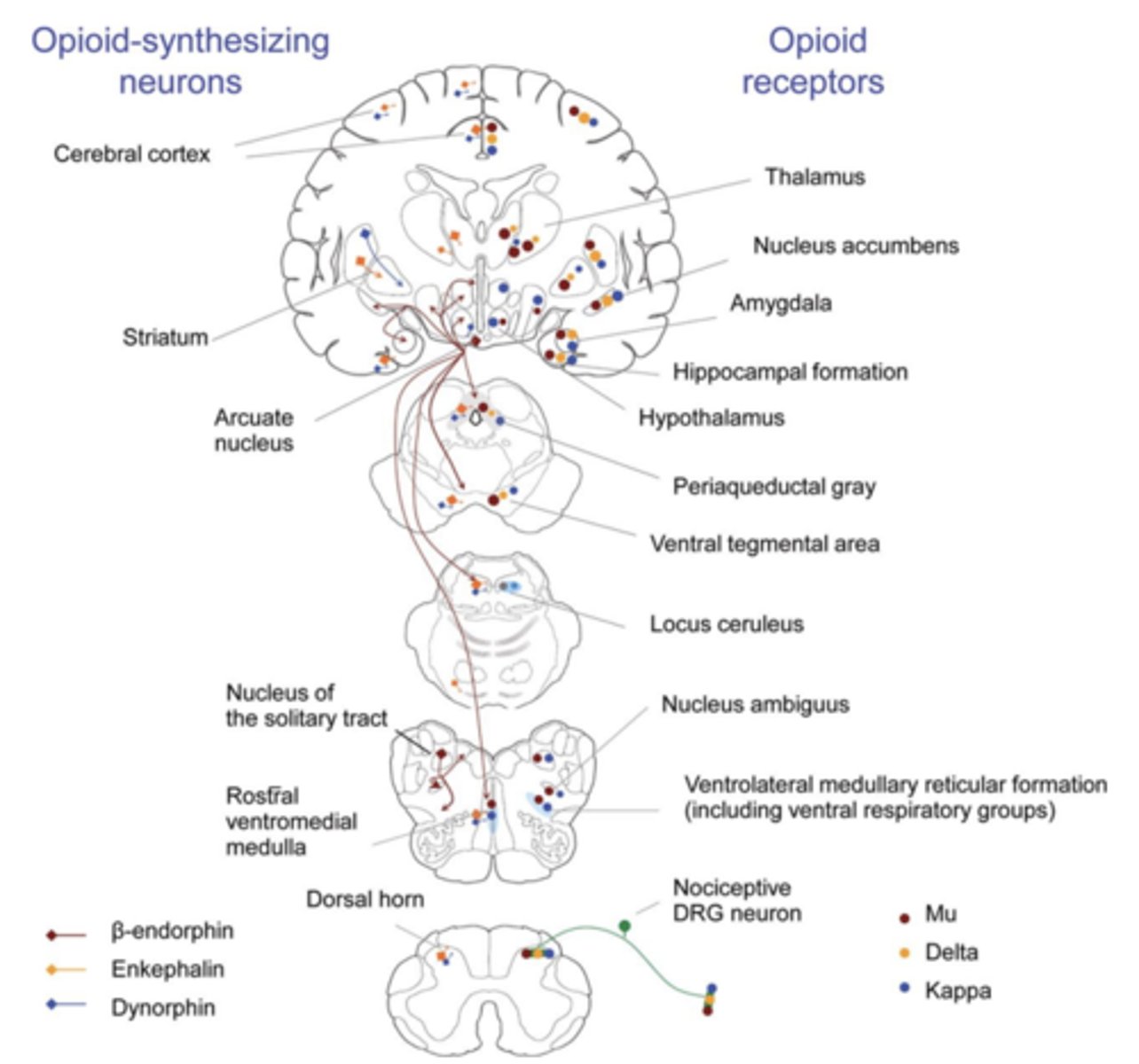 <p>pain pathways run up the spinal chord to the brain </p>