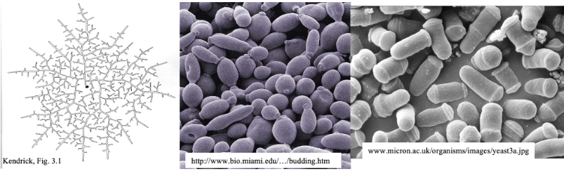 <p>Fungi Charactieristics - Growth</p>