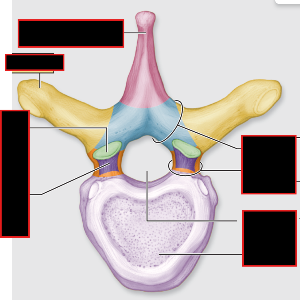 <p>Find the vertebral body</p>