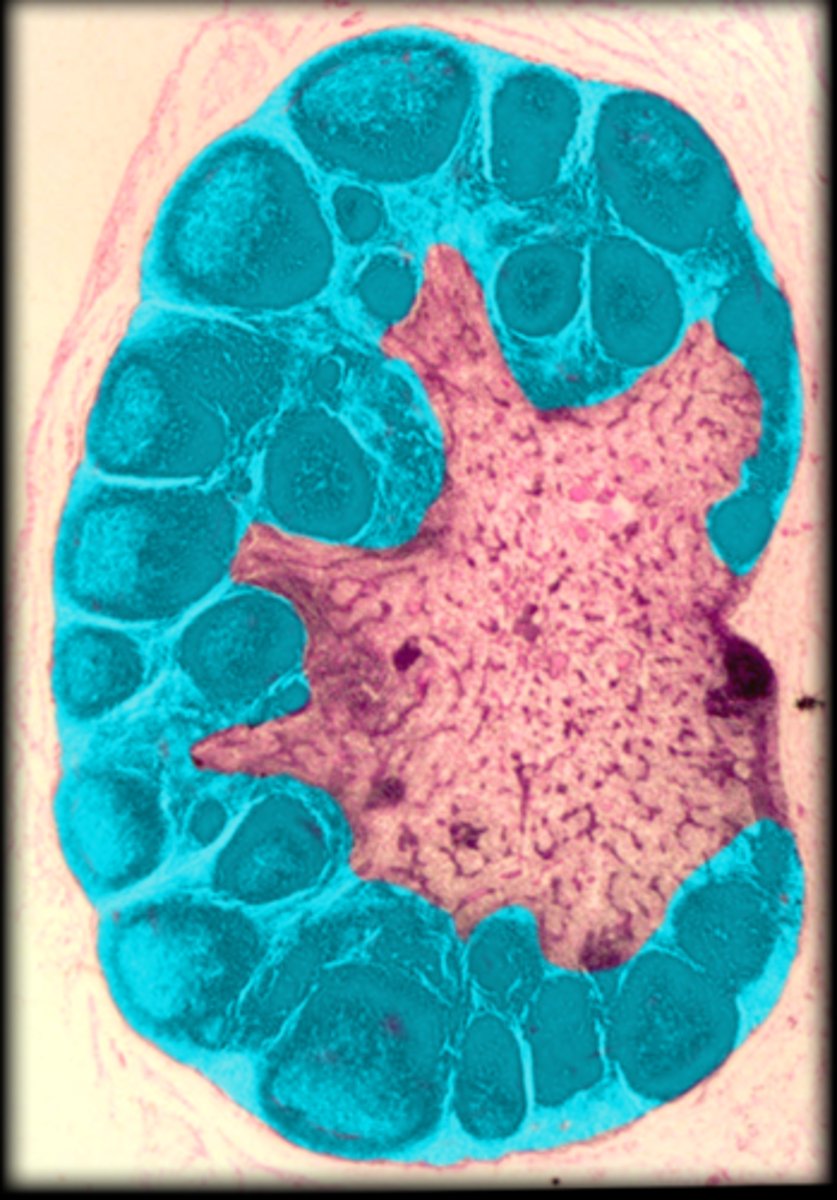 <p>Lymph node</p>