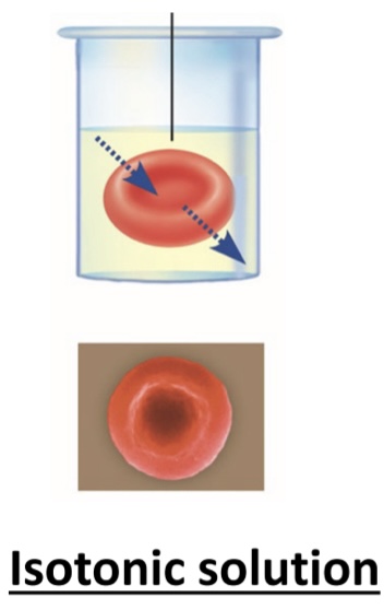 <p>isotonic solution </p>