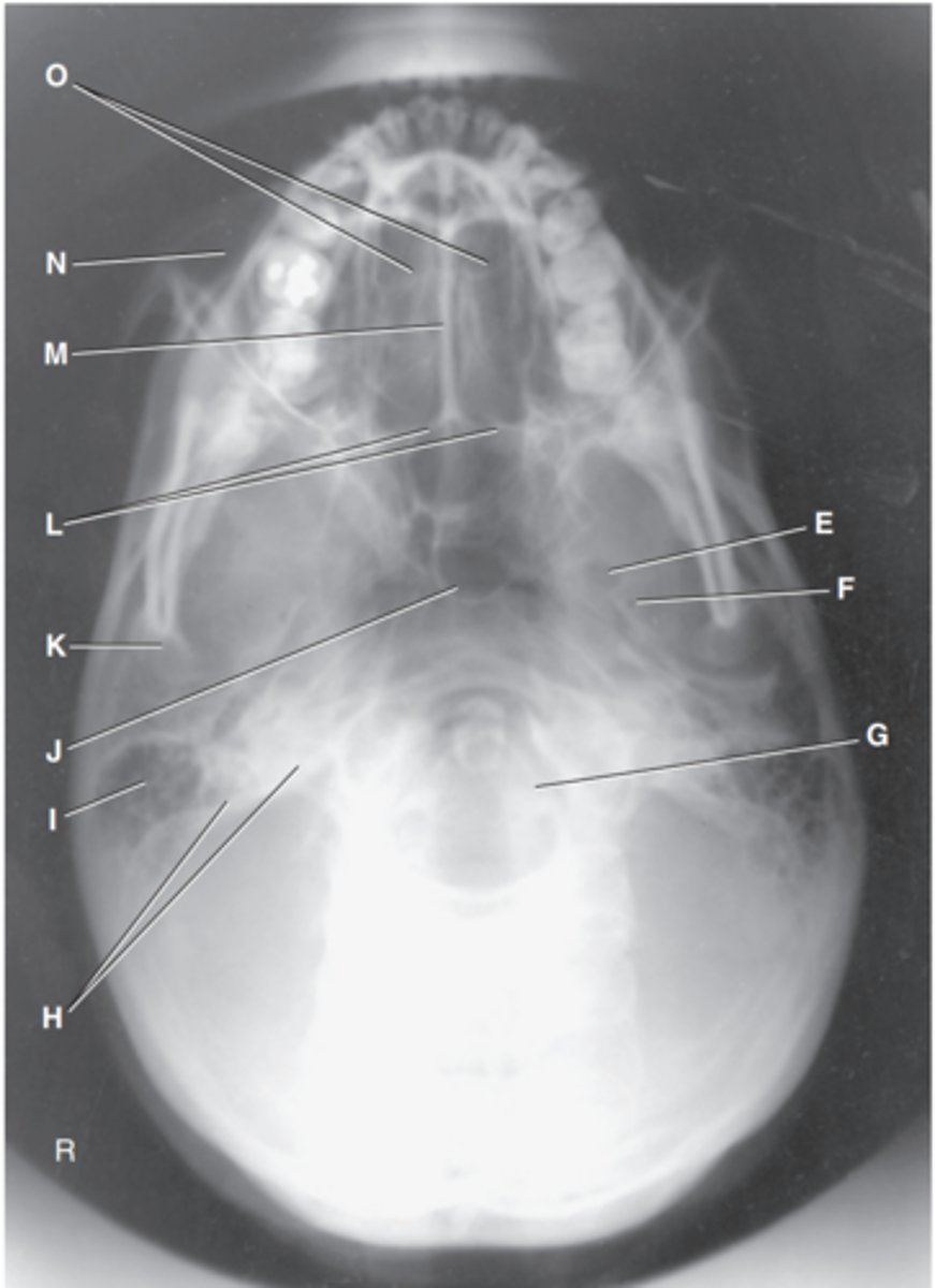 <p>Label K</p>