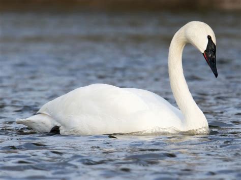 <p>Family: Anatidae</p>