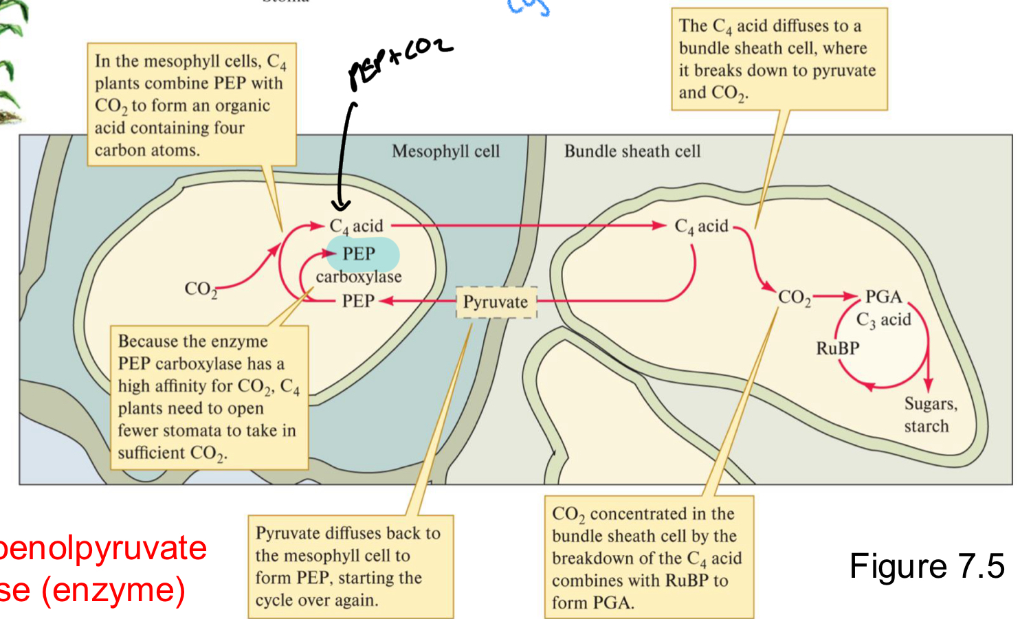 <p>Mesophyll:</p><ul><li><p>Light dependent rxn (O2 prod)</p></li><li><p>Co2 fixation to C4 acid</p></li></ul><p>Bundle Sheath</p><ul><li><p>C4 breakdown = Pyruvate + CO2</p></li><li><p>RUBISCO fixing CO2 + RuBP</p></li><li><p>Calvin cycle</p></li></ul><p></p>