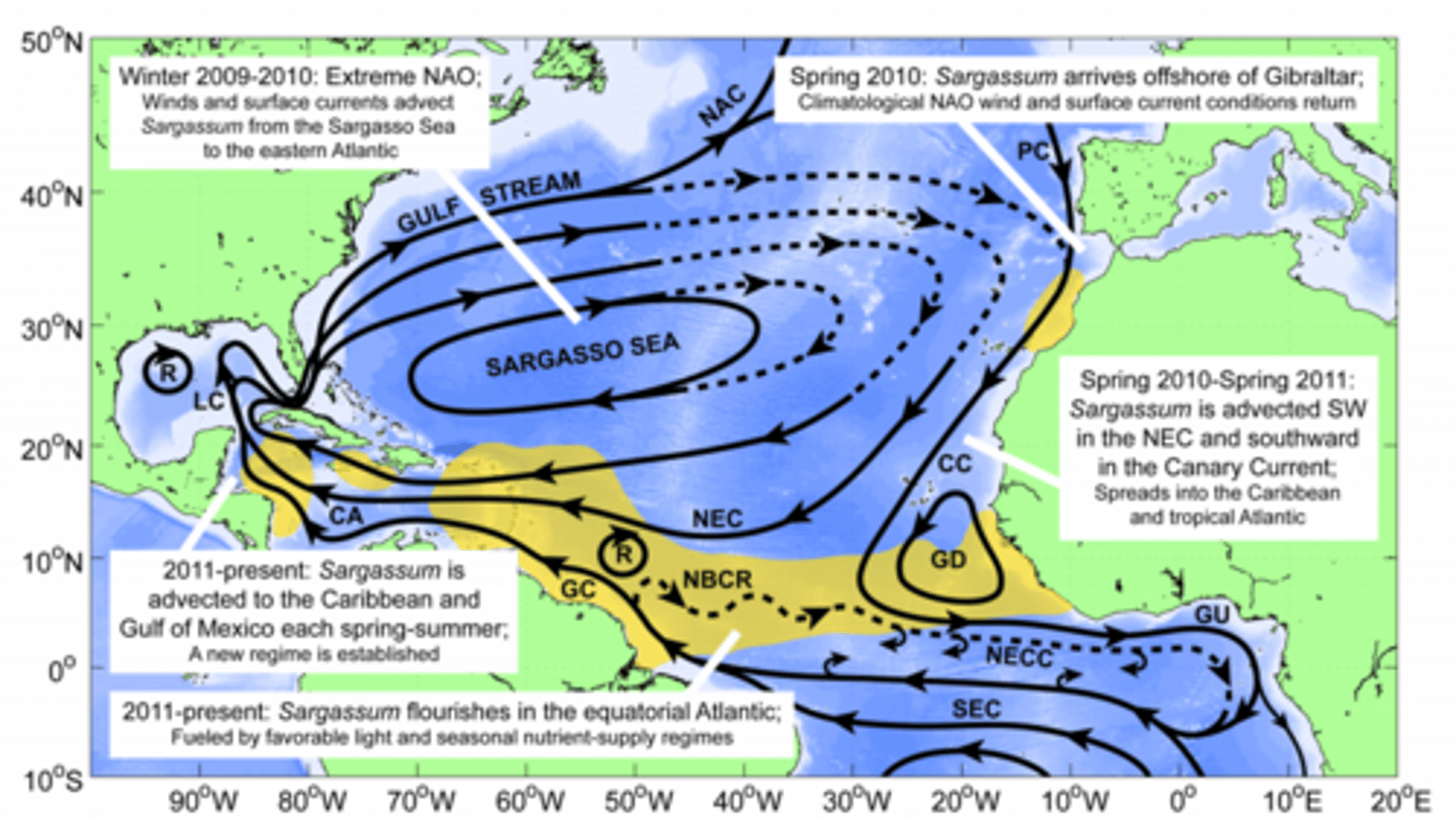 <p>extreme winds and changing currents from the North Atlantic Oscillation incurred a "tipping point", pushing it to the equatorial Atlantic (between South America and Africa) where it flourished (fueled by favorable light and seasonal nutrient-supply)</p>