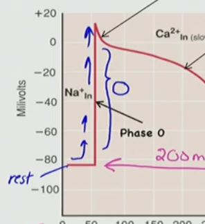 <ul><li><p>depolarizes quickly</p></li><li><p>Na+ influx via V-gated Na+ channel</p></li><li><p>tiny Ca2+ influx too via a V-gated Ca2+ channel</p></li><li><p>Na+ current quickly inactivates at peak like in neuron</p></li></ul><p></p>