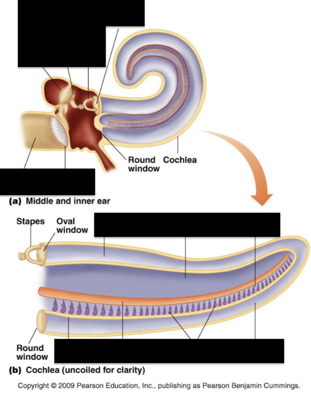 <p>malleus, incus, stapes, oval window</p><p>auditory canal, tympanic membrane, round window</p><p>vestibular duct, cochlear duct, organ of corti</p><p>basilar membrane, tectorial membrane, hair cells, tympanic duct</p>