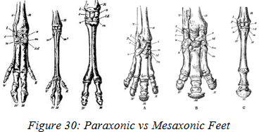 <p>forces are directed along the middle of the foot and are primarily handled by one digit, <u>the 3rd digit.</u></p>