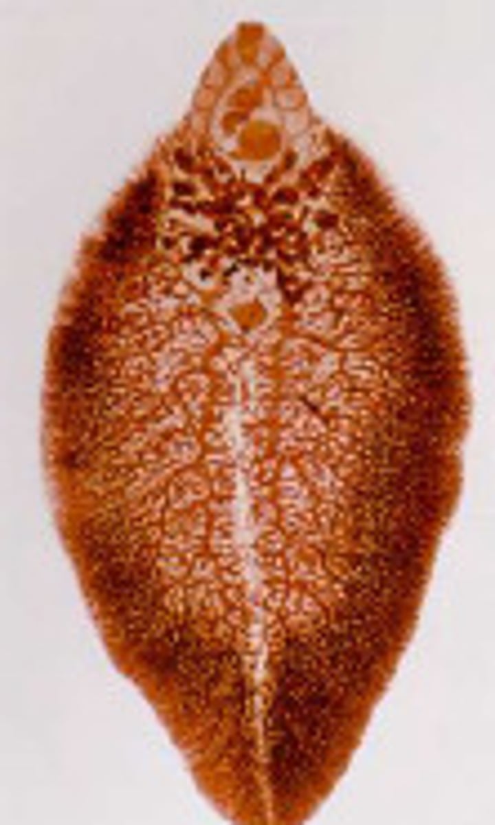 <p>grote leverbot</p>